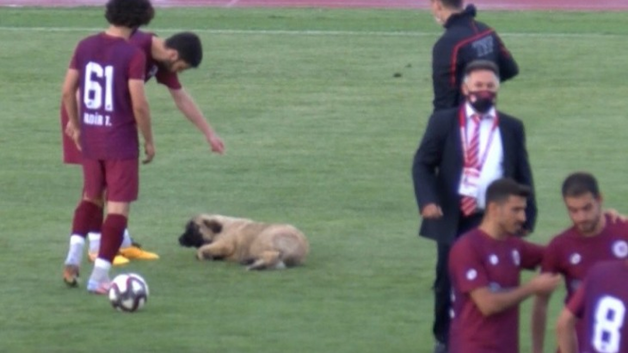 Sevimli köpek önce futbolcularla antrenman yaptı sonra sahadan çıkmadı