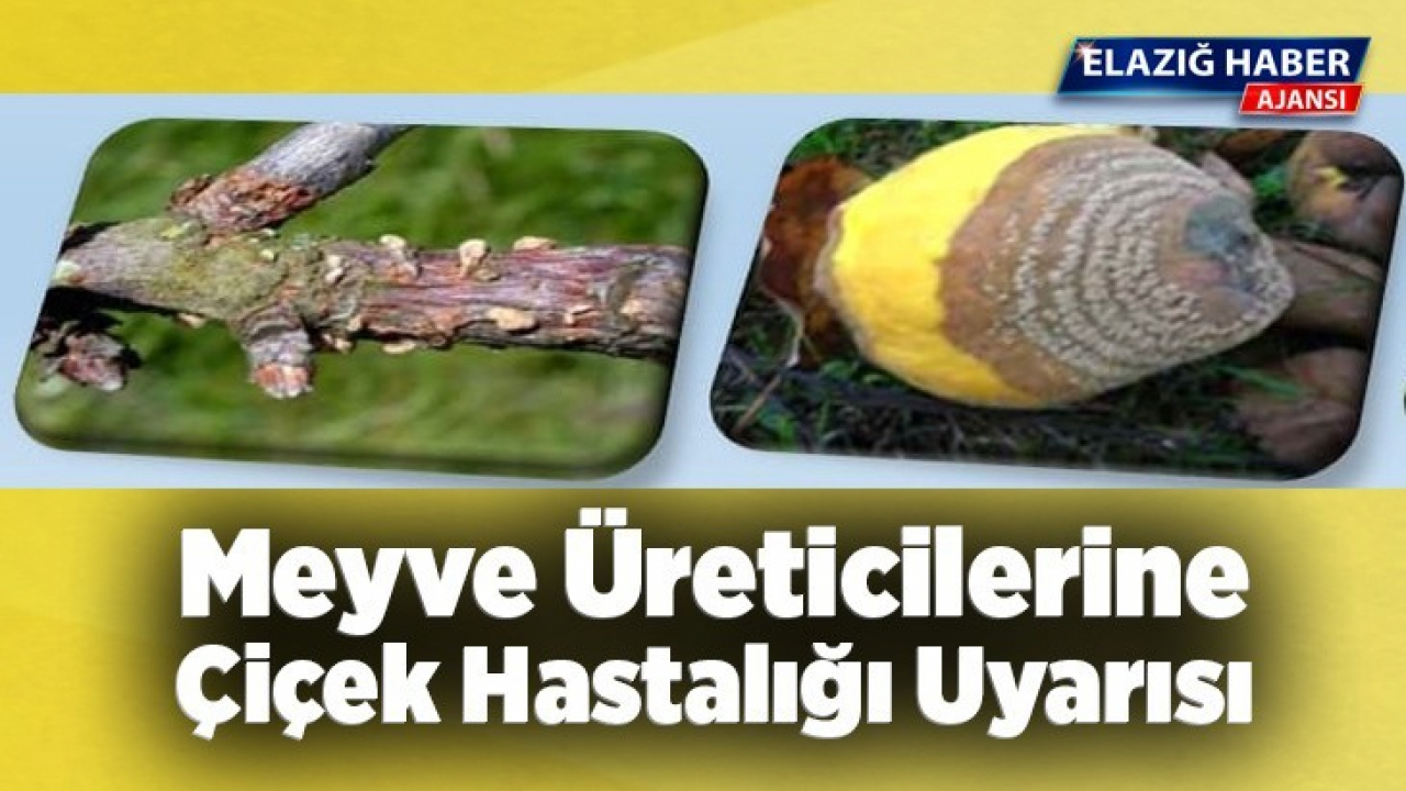 Meyve Üreticilerine Çiçek Hastalığı Uyarısı