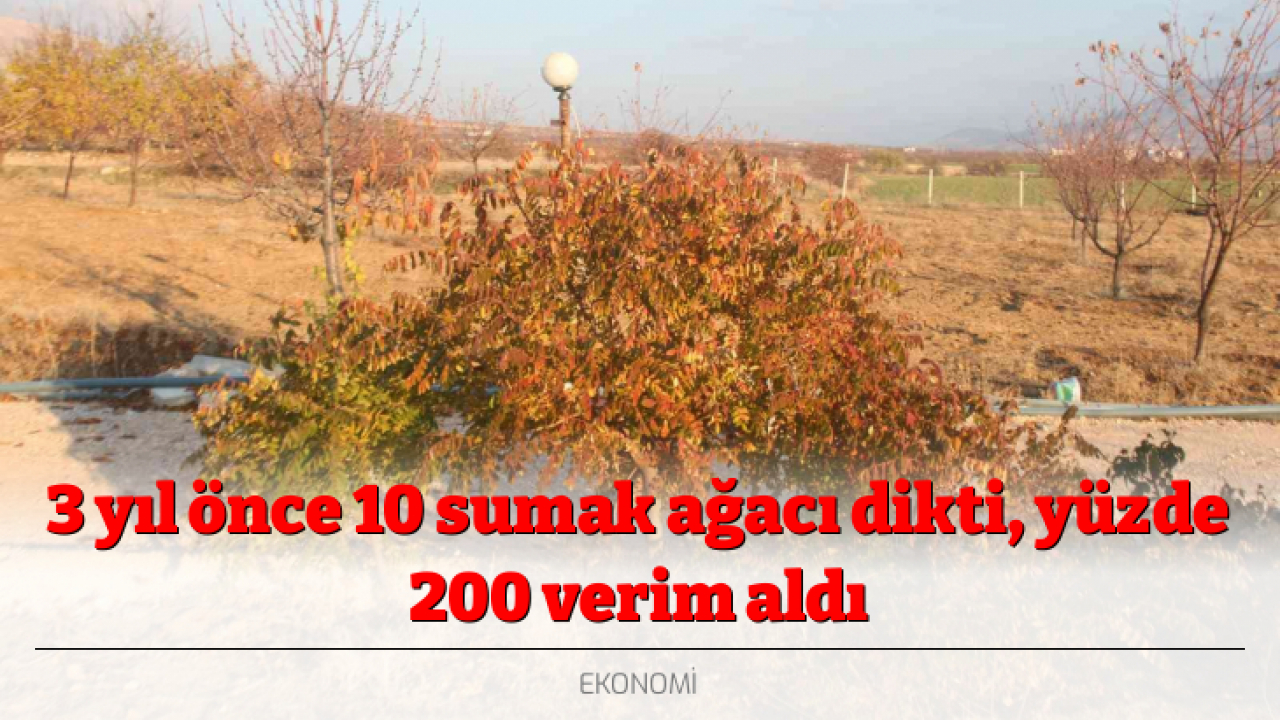 3 yıl önce 10 sumak ağacı dikti, yüzde 200 verim aldı