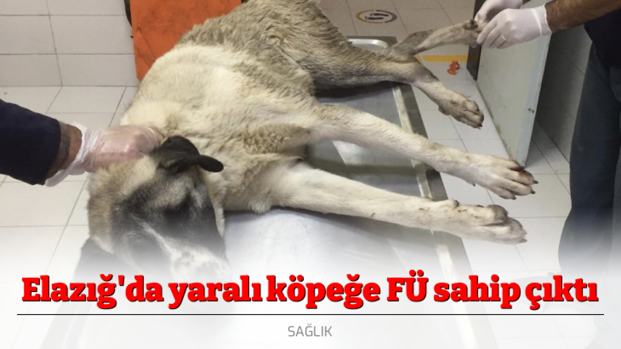 Elazığ'da yaralı köpeğe FÜ sahip çıktı