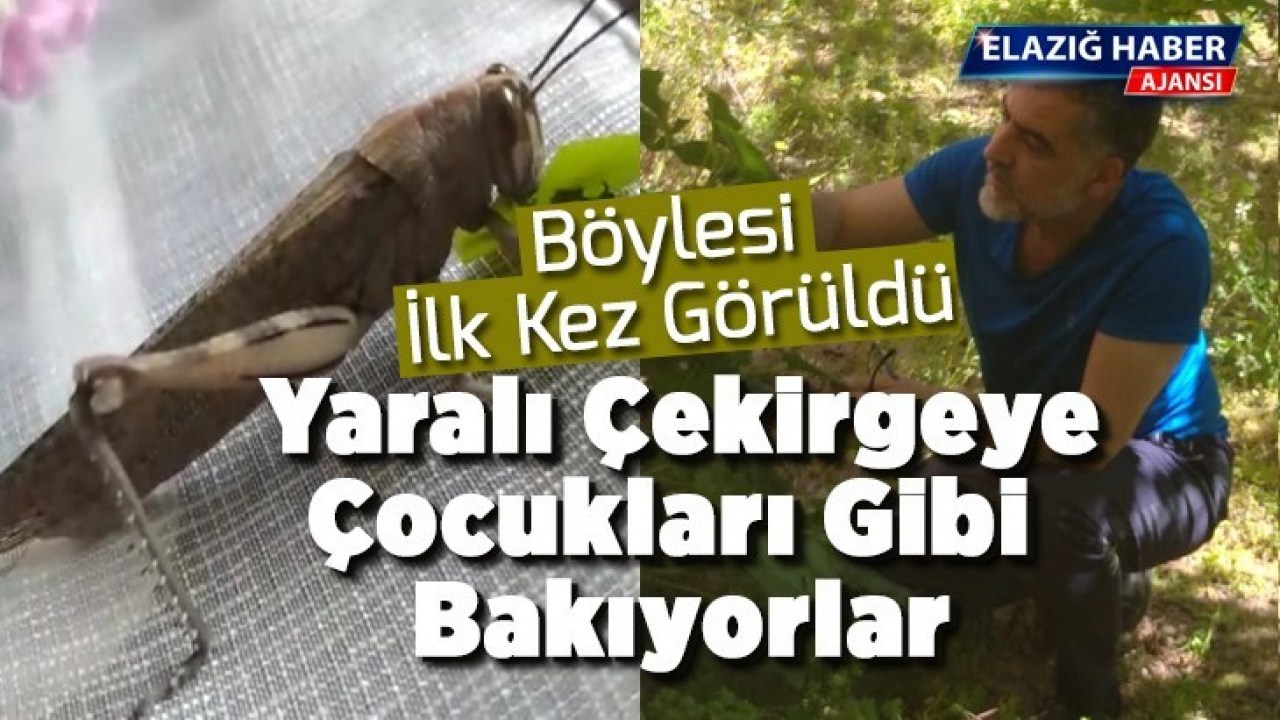 Böylesi İlk kez görüldü Yaralı Çekirgeye Çocukları Gibi Bakıyorlar