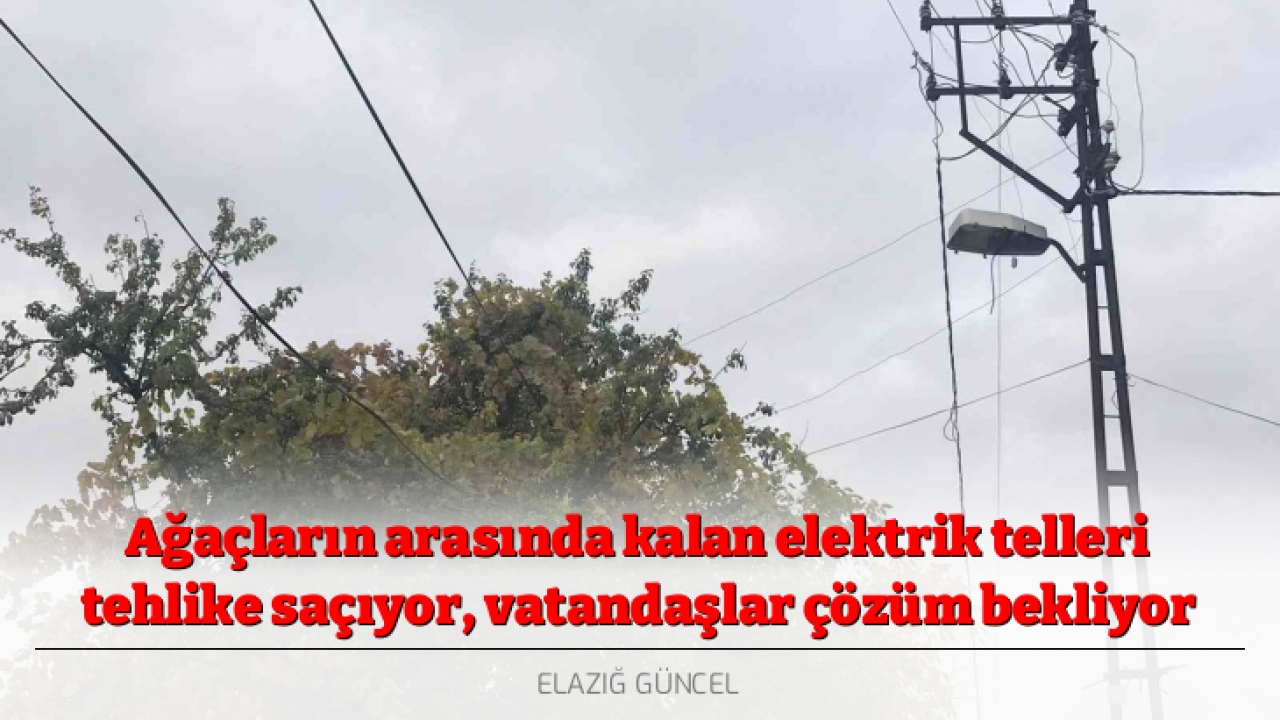 Ağaçların arasında kalan elektrik telleri tehlike saçıyor, vatandaşlar çözüm bekliyor