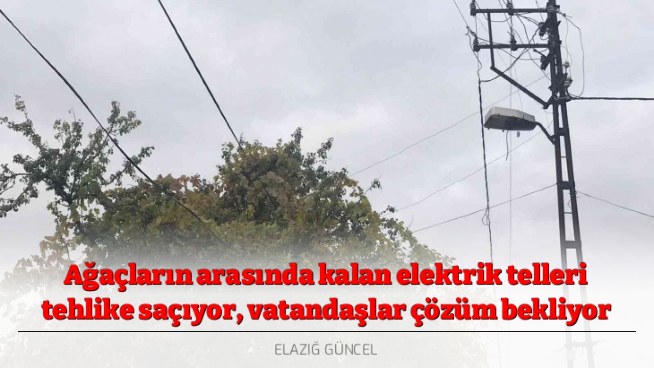 Ağaçların arasında kalan elektrik telleri tehlike saçıyor, vatandaşlar çözüm bekliyor