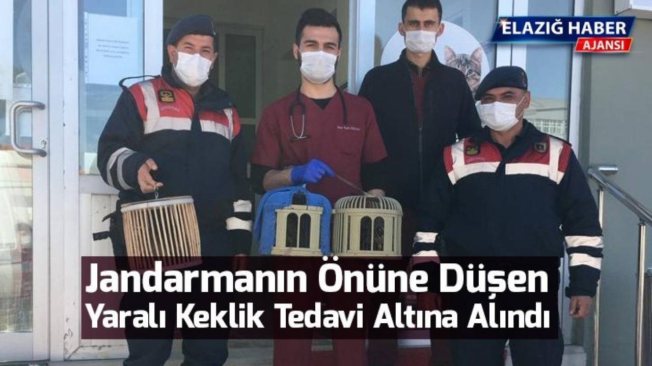 Jandarmanın önüne düşen yaralı keklik tedavi altına alındı