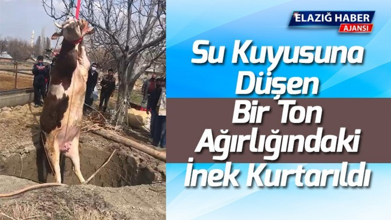 Su Kuyusuna Düşen Bir Ton Ağırlığındaki İnek Kurtarıldı
