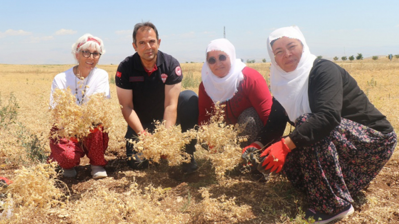 Ağın'da Nohut Hasadı Başladı