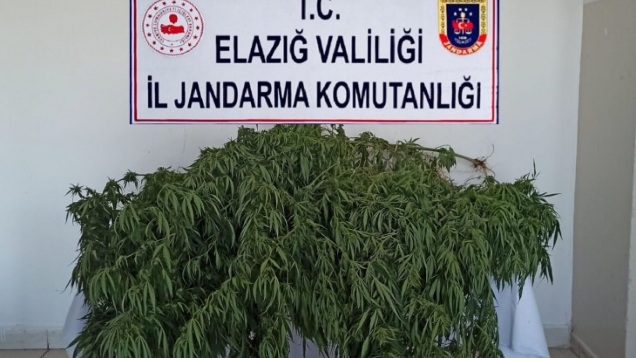 Elazığ'da uyuşturucu operasyonu: 1 gözaltı