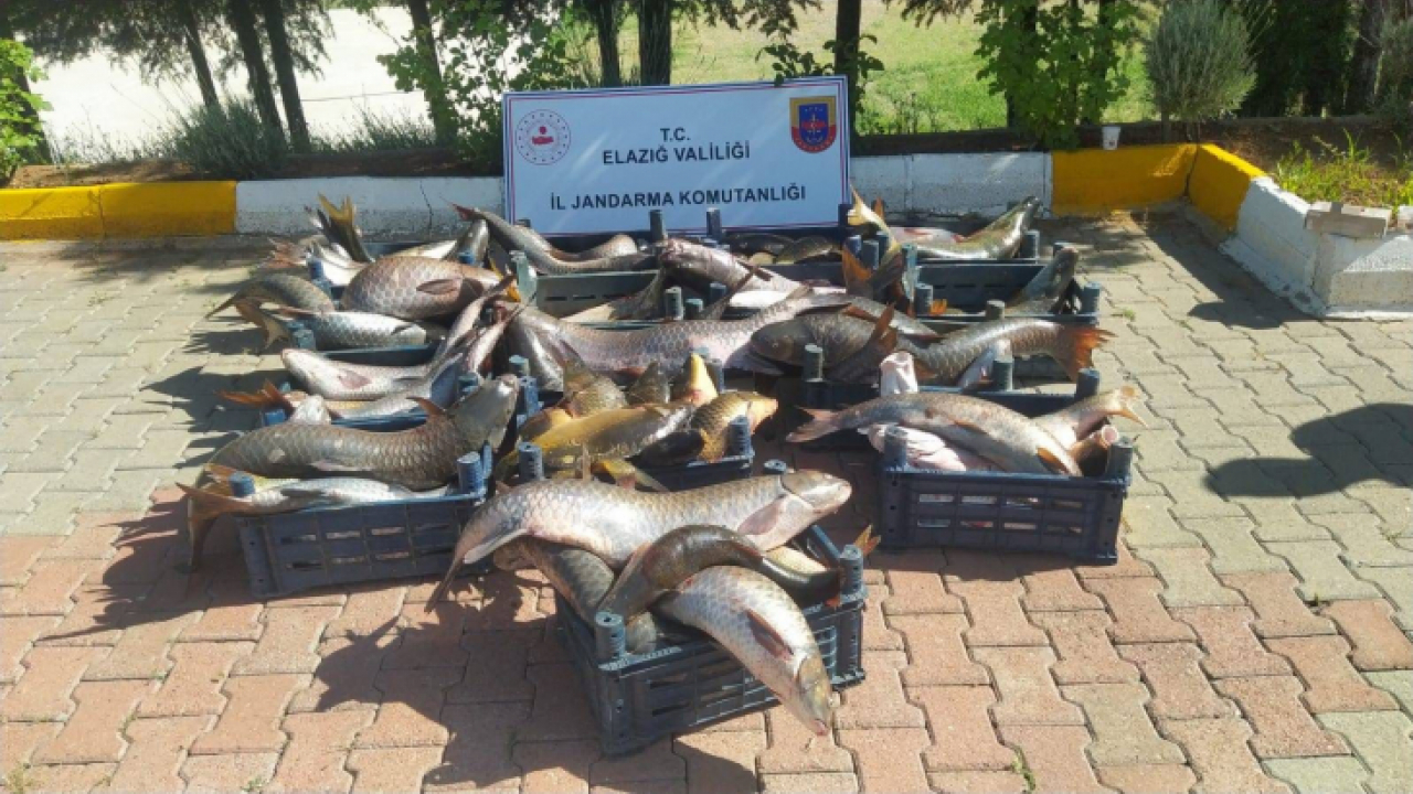 Elazığ'da 6,5 ton kaçak avlanmış balık ele geçirildi