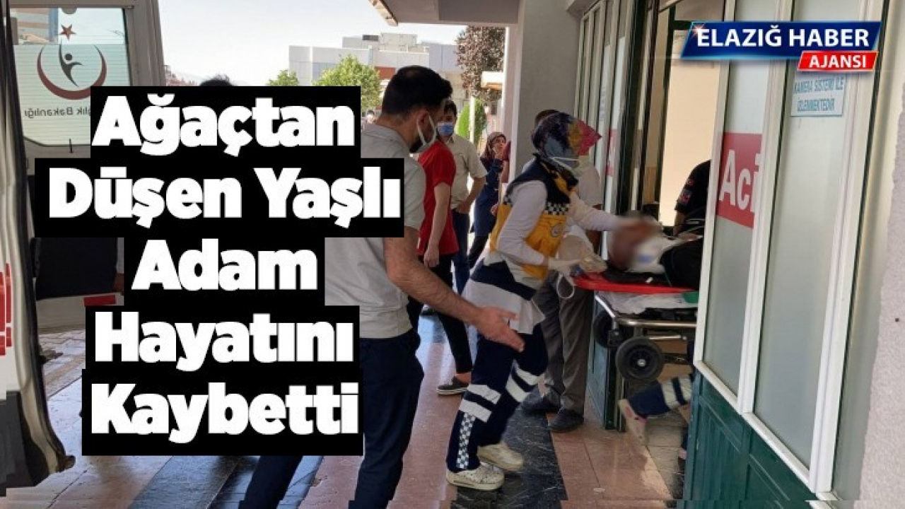 Ağaçtan düşen yaşlı adam hayatını kaybetti