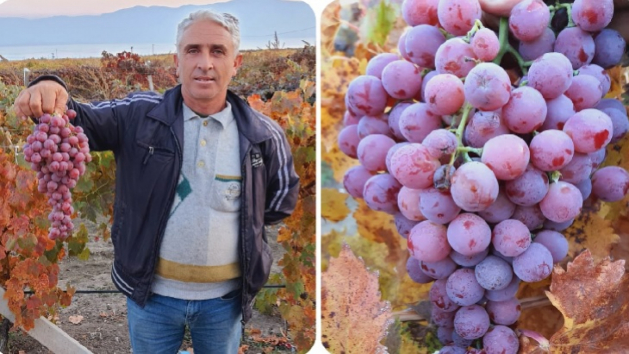 Üzüm hasadında sona gelindi