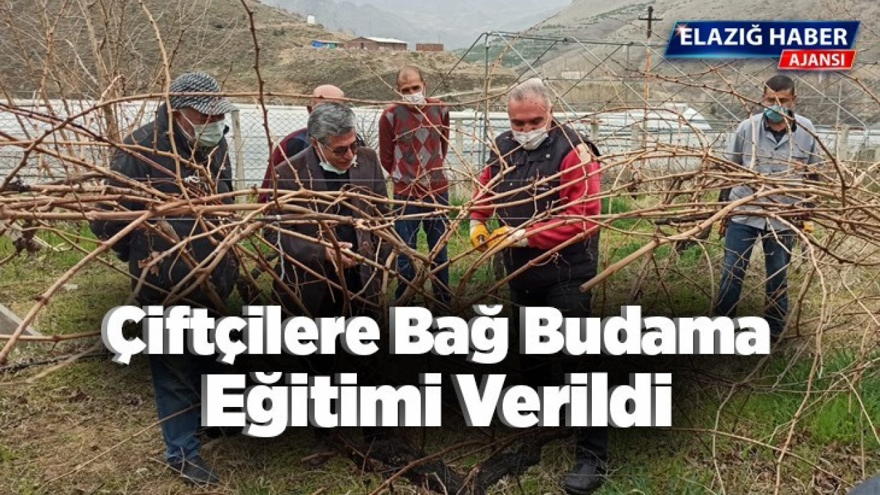 Çiftçilere Bağ Budama Eğitimi Verildi