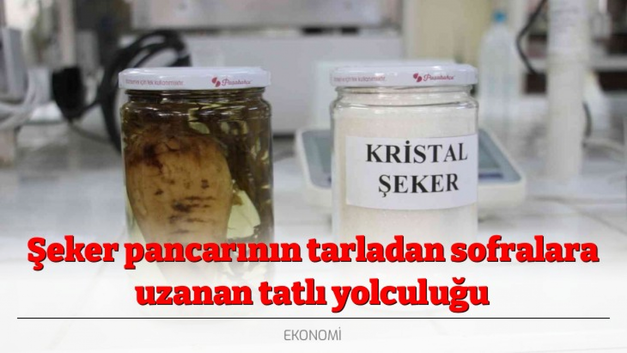 Şeker pancarının tarladan sofralara uzanan tatlı yolculuğu
