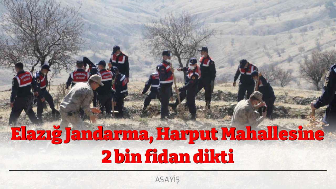Elazığ Jandarma, Harput Mahallesine 2 bin fidan dikti
