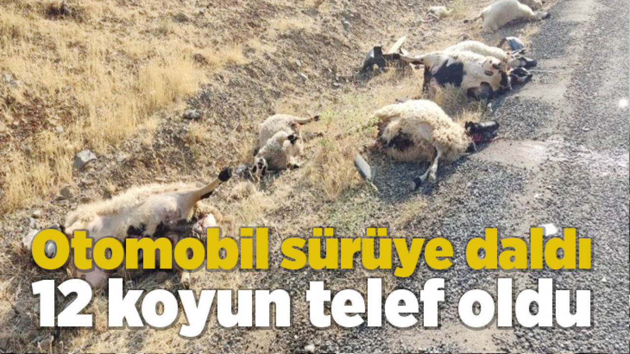 Otomobil sürüye daldı: 12 koyun telef oldu