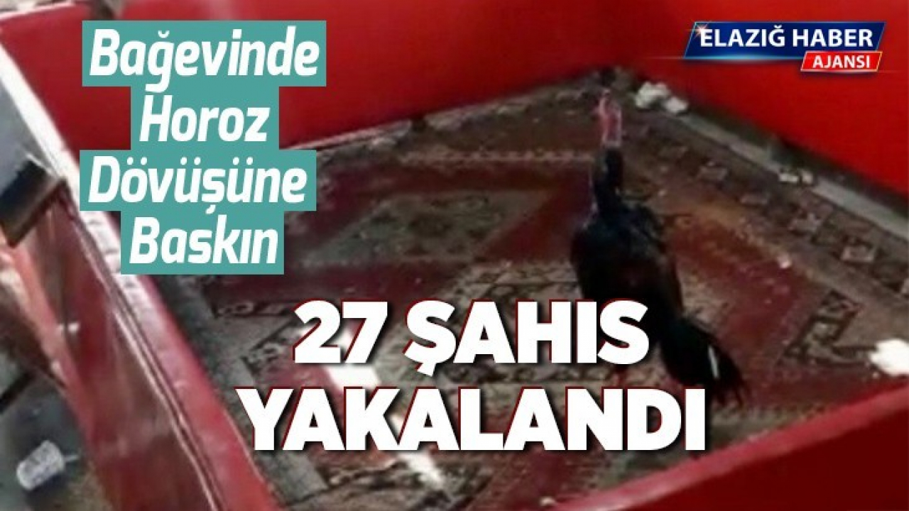 Bağevinde horoz dövüşüne baskın: 27 şahıs yakalandı