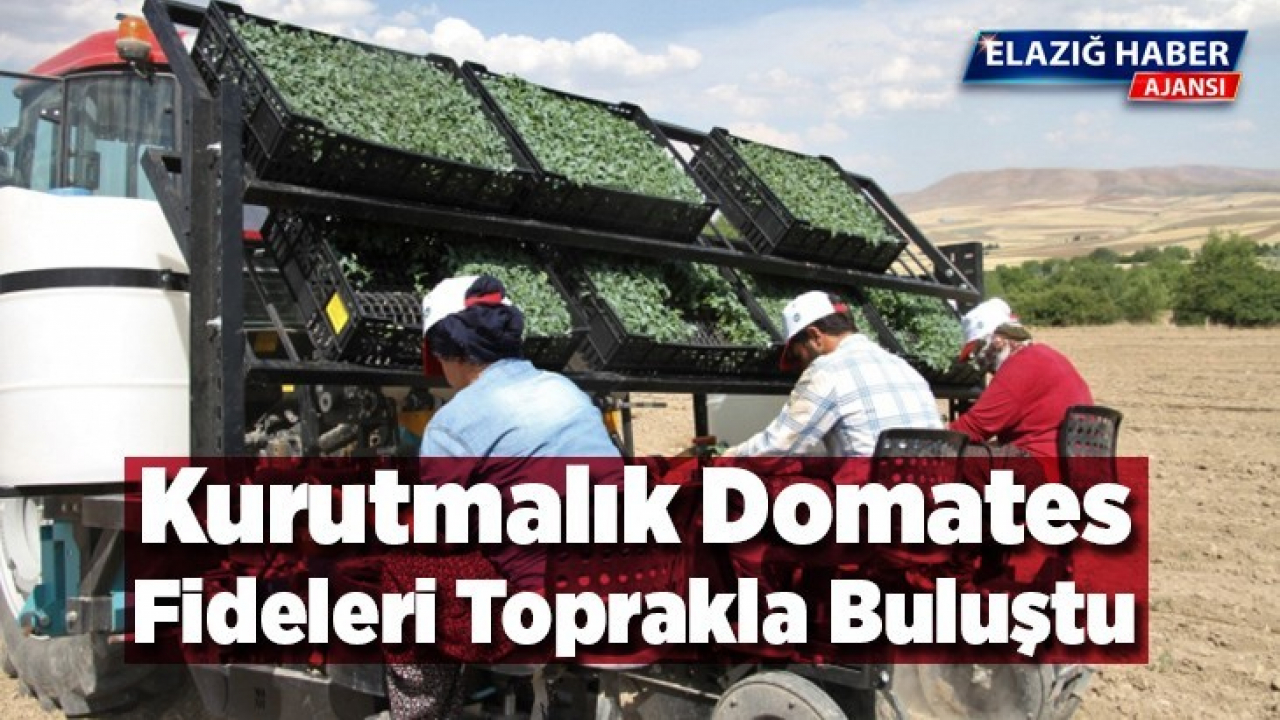 Kurutmalık domates fideleri toprakla buluştu