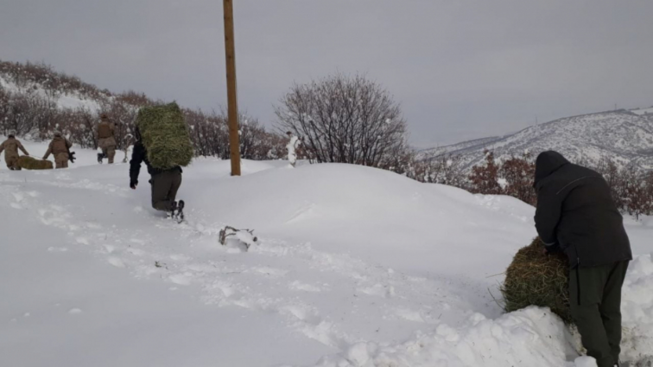 Elazığ'da yaban hayatına bir ayda 7 ton yem bırakıldı