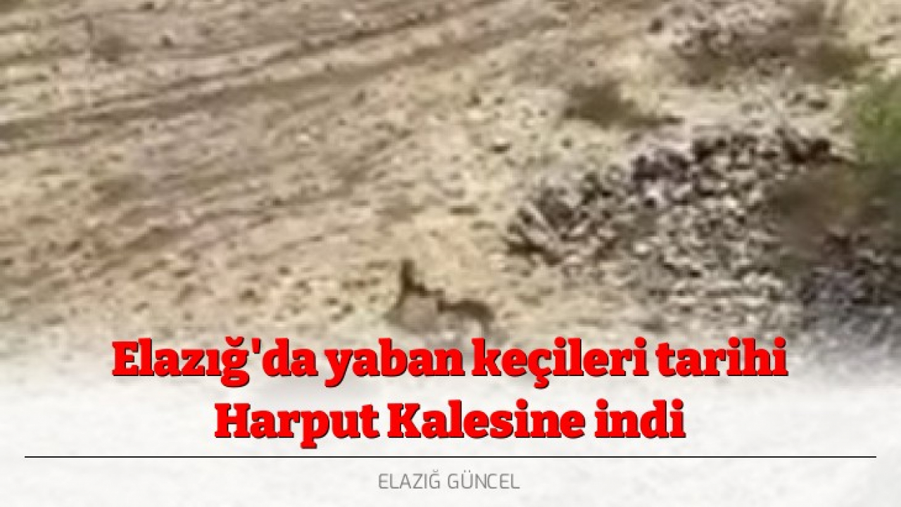 Elazığ'da yaban keçileri tarihi Harput Kalesine indi