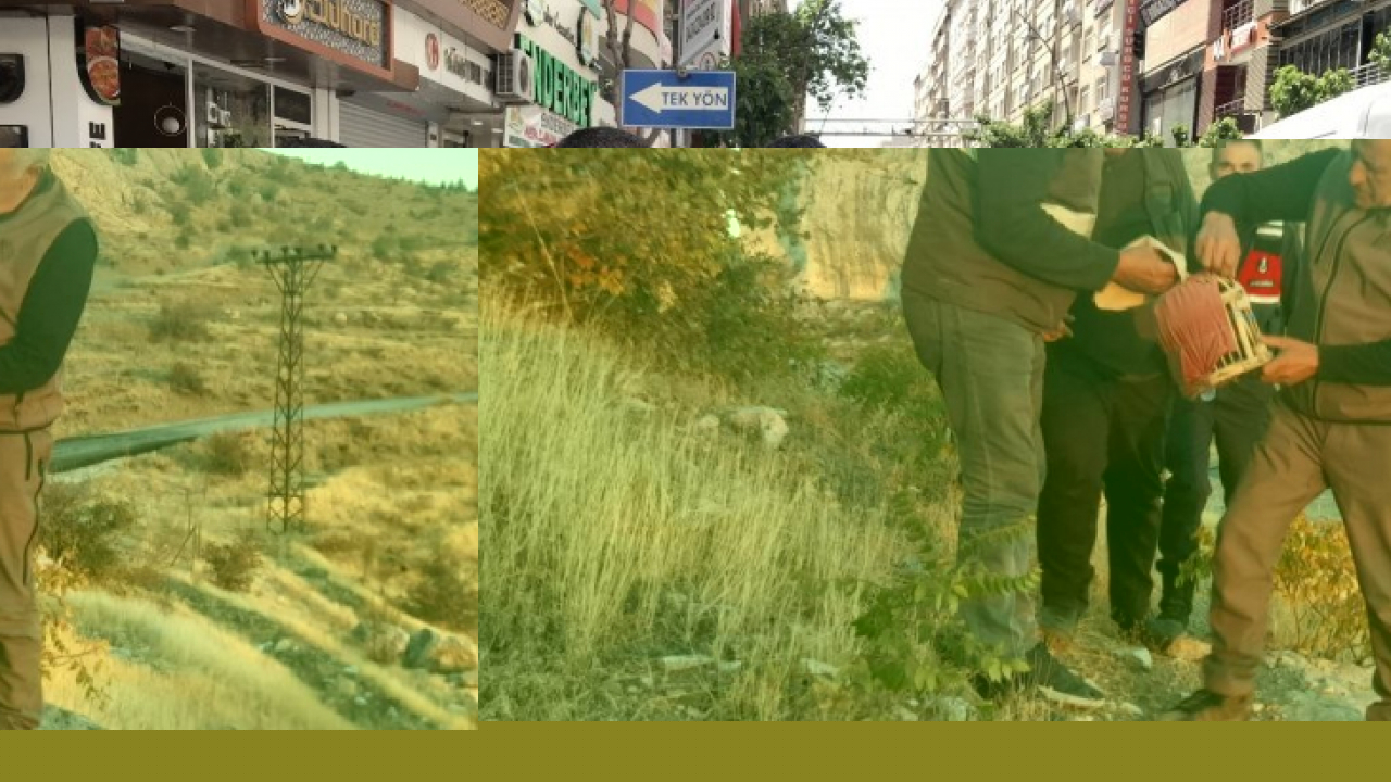 Elazığ'da yasadışı avcılık yapan şahsa idari işlem uygulandı