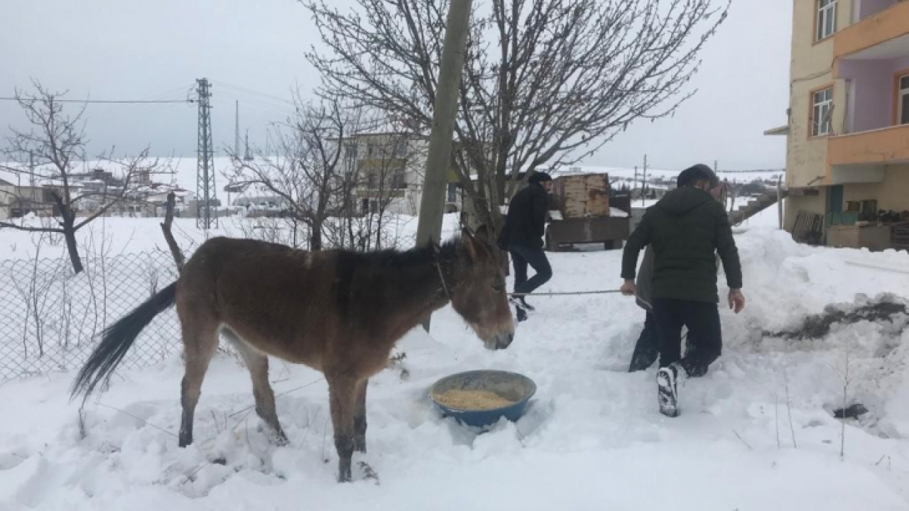 Ayağı kırılan katır tedavi altına alındı