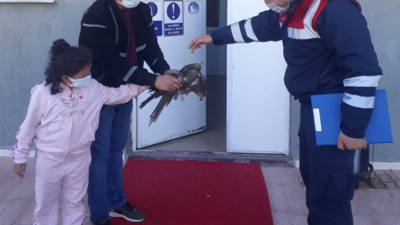 Yaralı kartal tedavi altına alındı