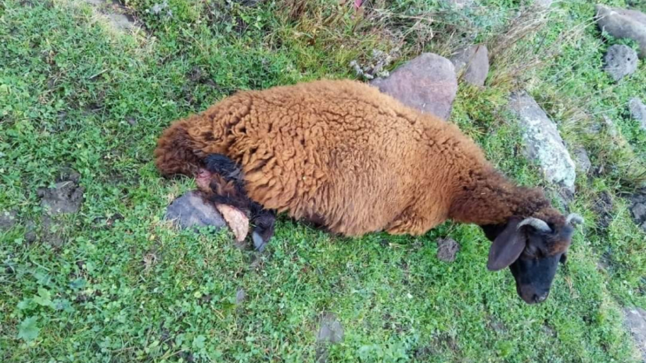 Köpeklerin saldırısına uğrayan 2 koyun telef oldu