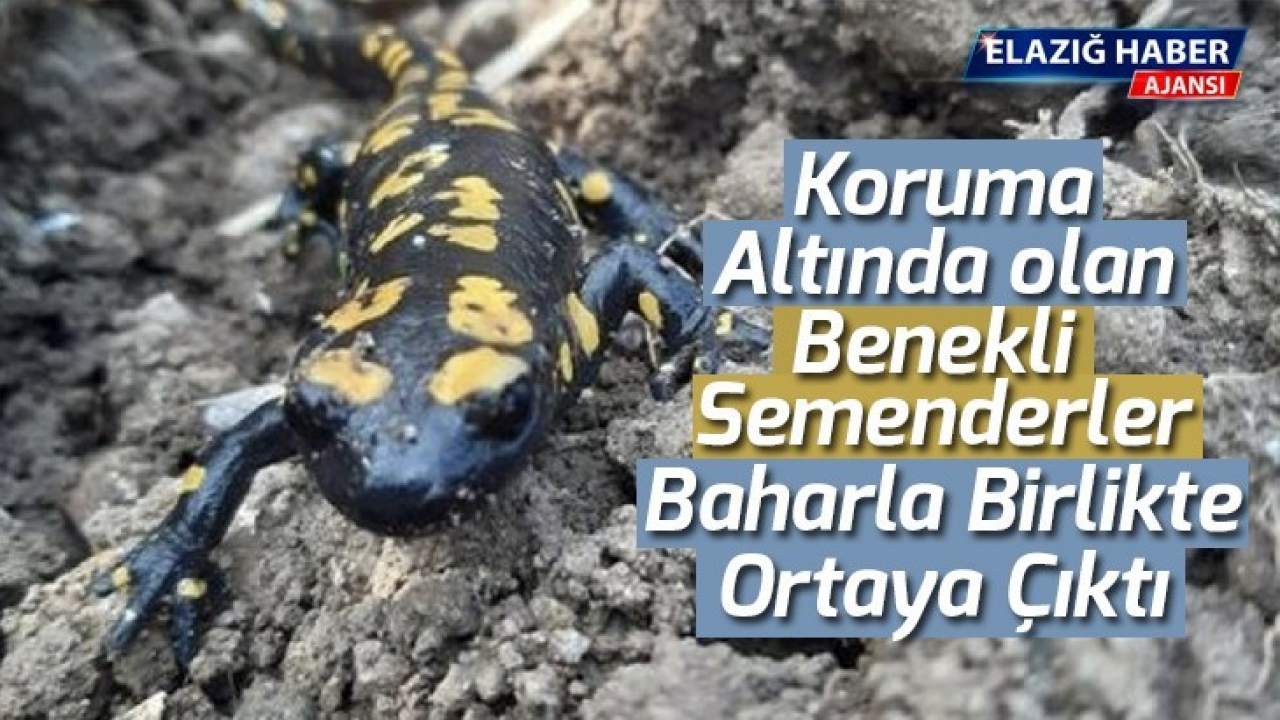Benekli Semenderler Baharla Birlikte Ortaya Çıktı