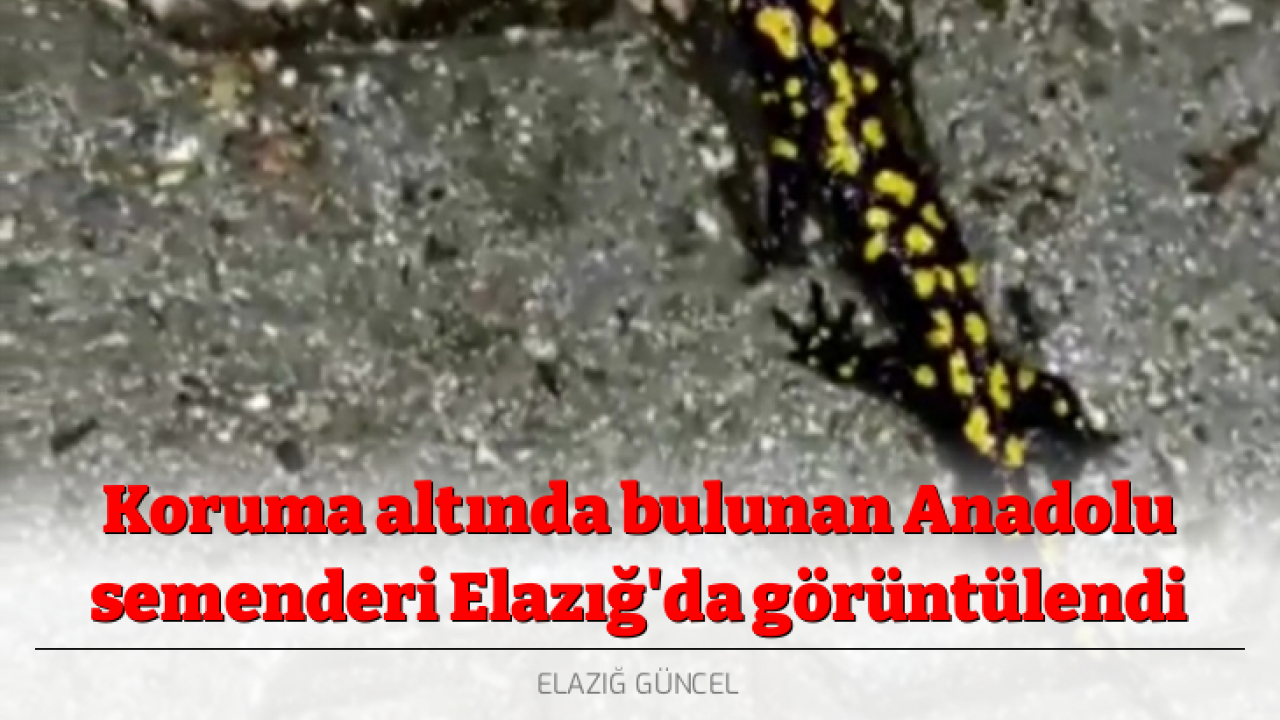 Koruma altında bulunan Anadolu semenderi Elazığ'da görüntülendi