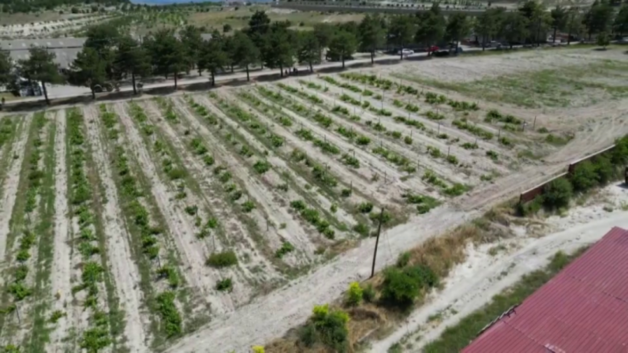Ağın Belediyesi'nden 10 Dönümlük Üzüm Bağı