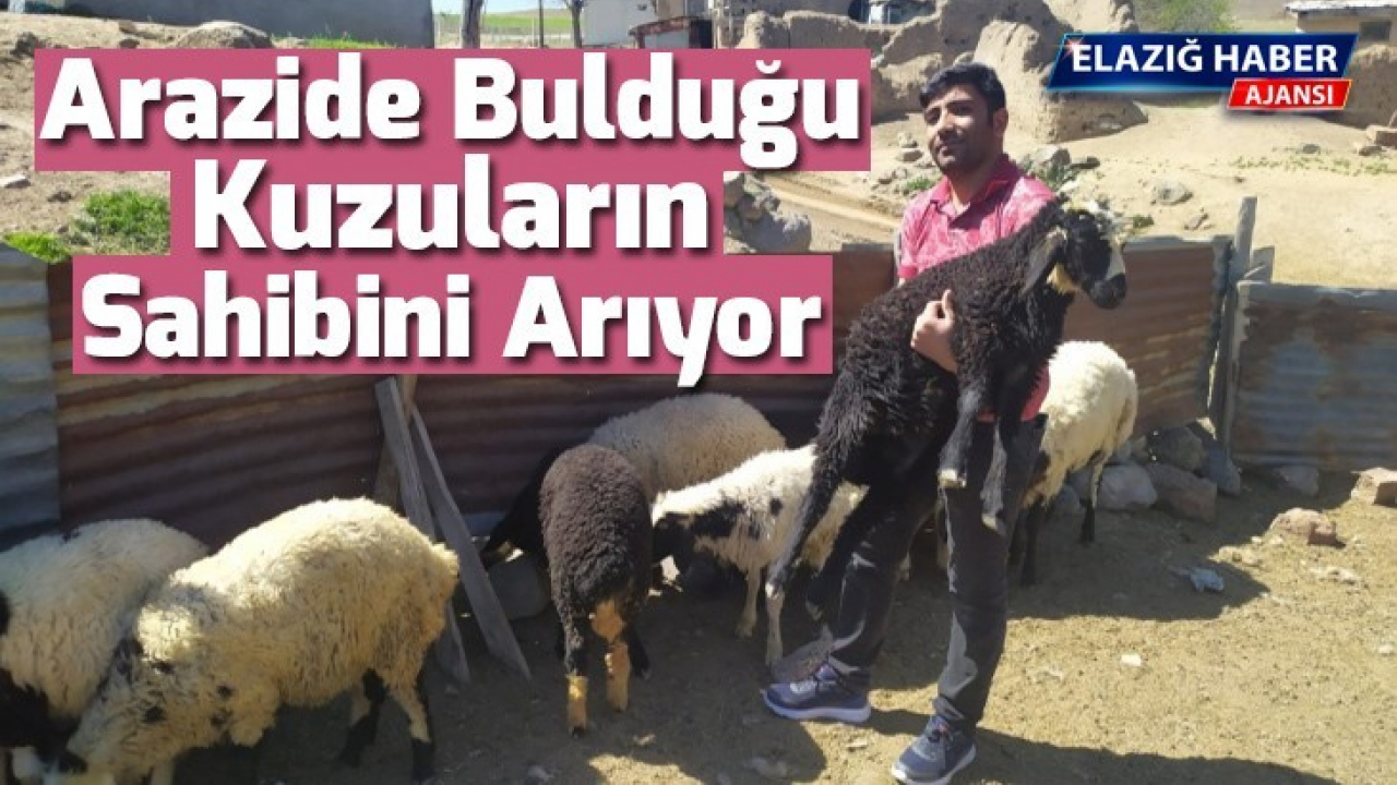 Arazide bulduğu kuzuların sahibini arıyor