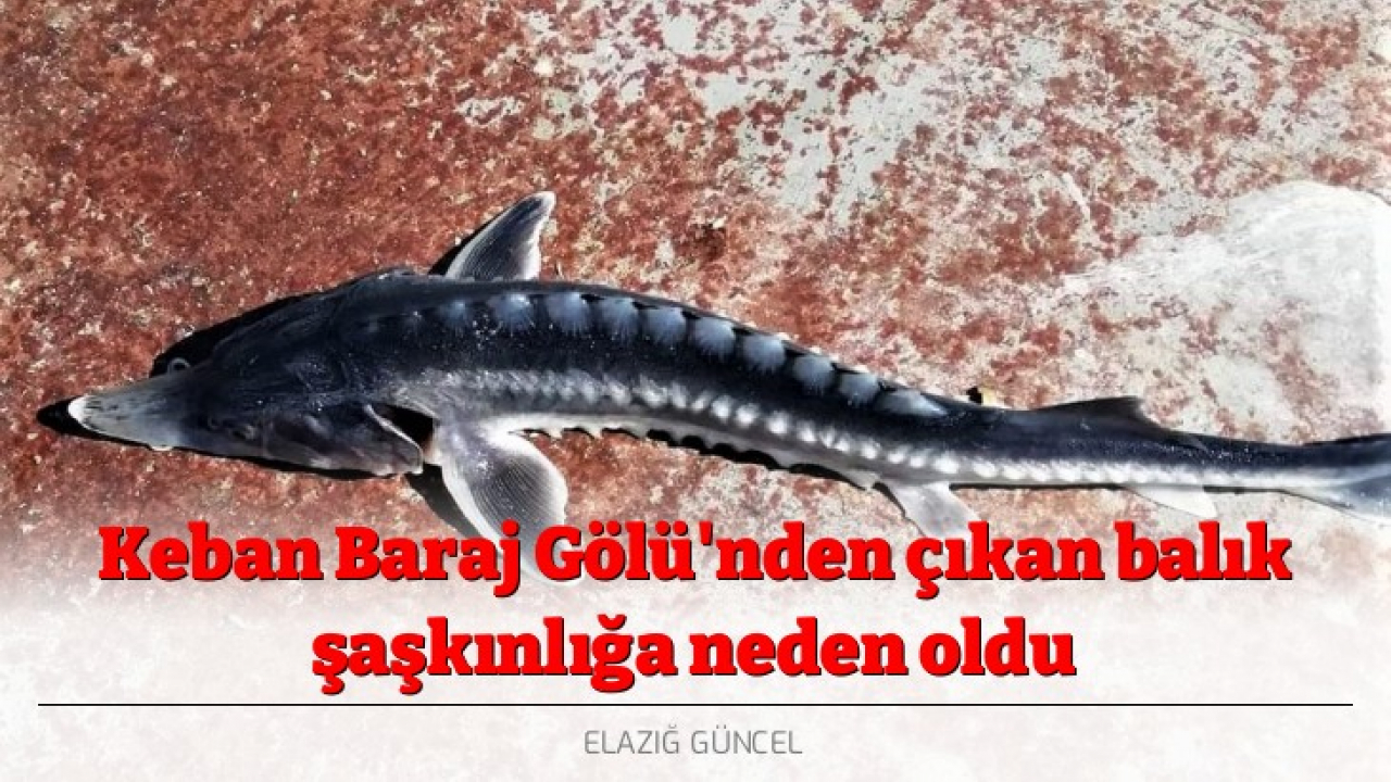 Keban Baraj Gölü'nden çıkan balık şaşkınlığa neden oldu