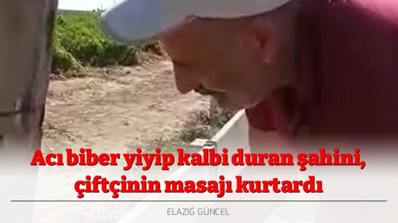 Acı biber yiyip kalbi duran şahini, çiftçinin masajı kurtardı