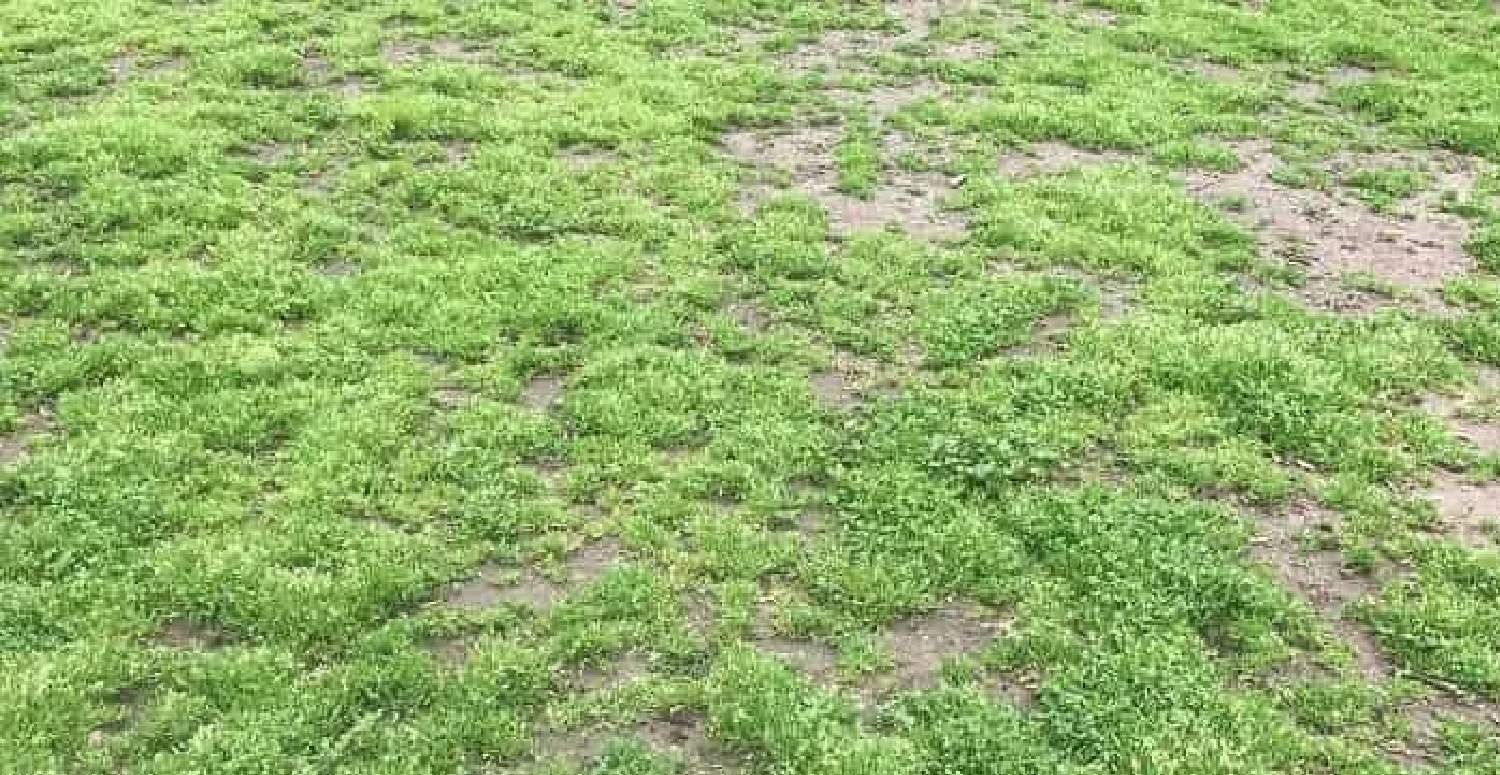 Sadece Zeki Olanlar Tenis Topunu Hemen Görebiliyor